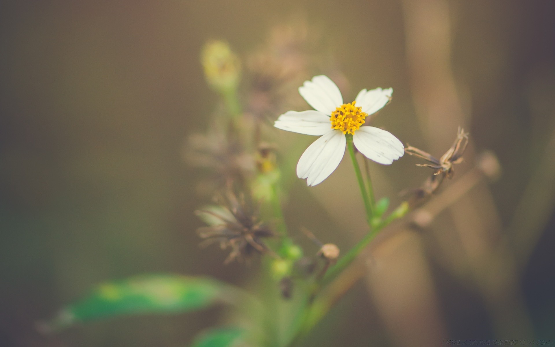 makroaufnahme natur blume unschärfe blatt sommer wachstum flora im freien gutes wetter hell