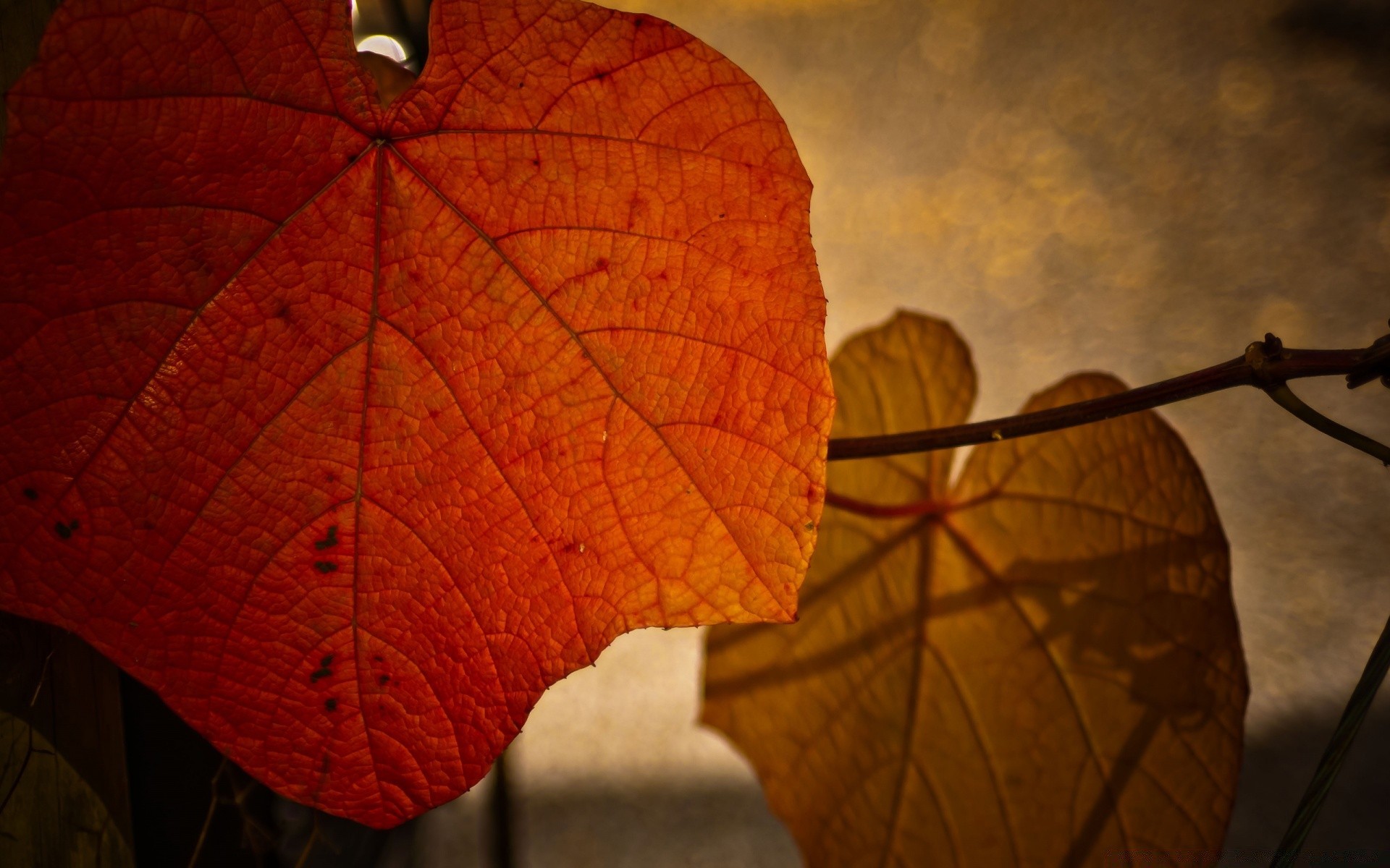 macro leaf fall maple desktop flora color nature light tree backlit outdoors texture abstract