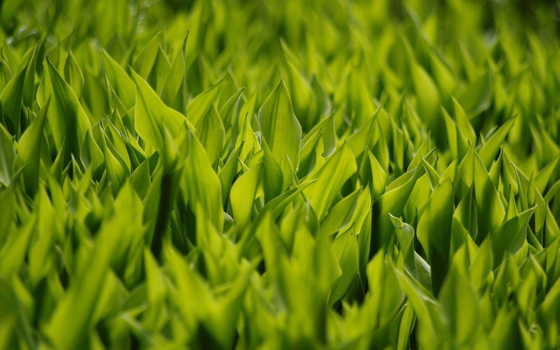 makroaufnahme blatt wachstum gras flora üppig rasen natur sommer ökologie rasen hell