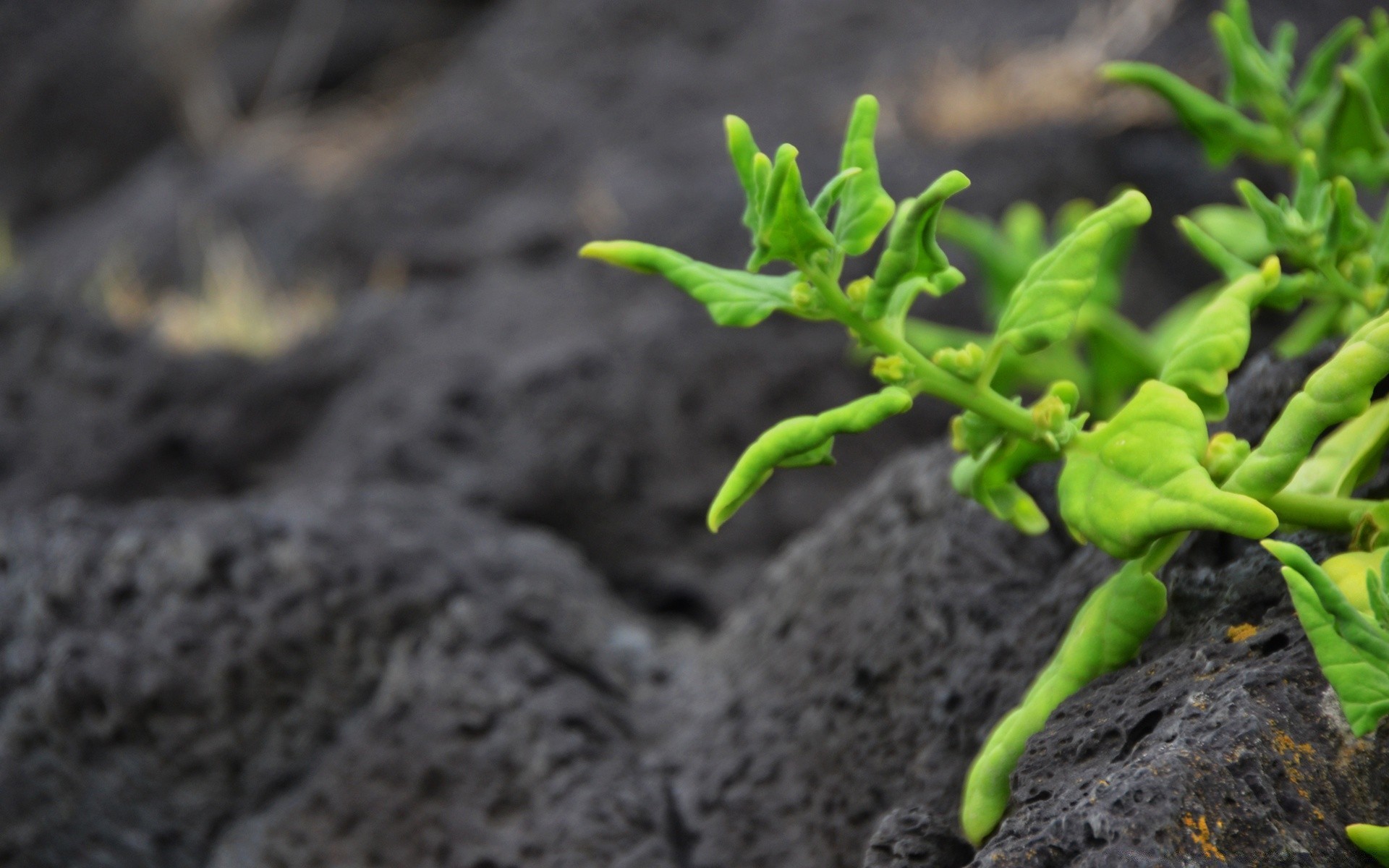 macro soil nature ball-shaped ground leaf sprout growth flora environment outdoors little summer garden food agriculture ecology