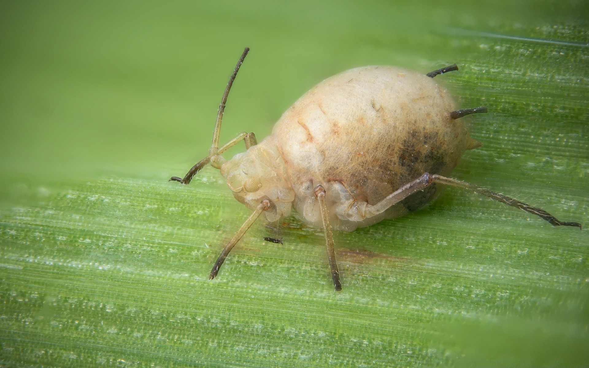 makro fotoğrafçılığı doğa böcek hayvan yaban hayatı örümcek küçük yakın çekim