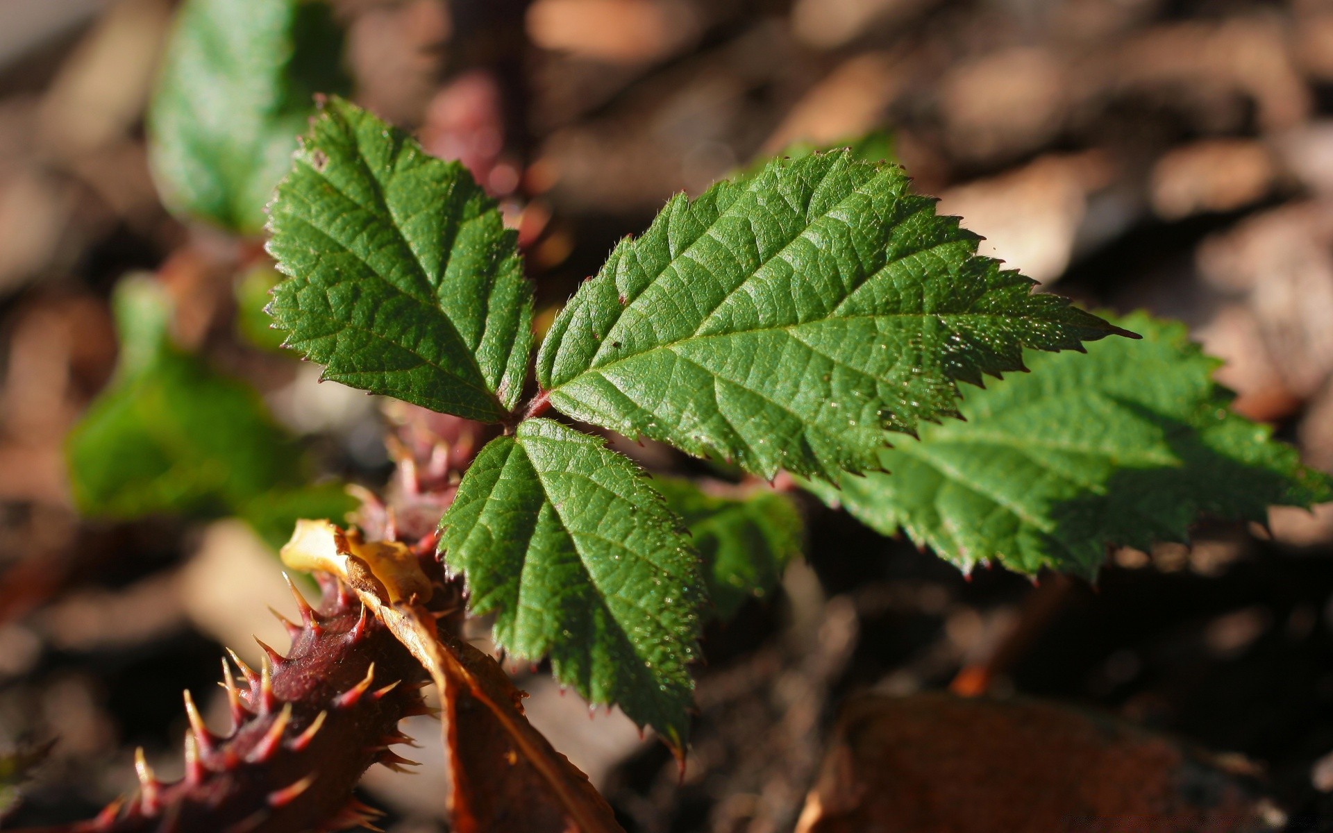 makro liść natura flora środowisko zewnętrzne wzrost jesień drzewo sezon zbliżenie kolor ogród jedzenie drewno