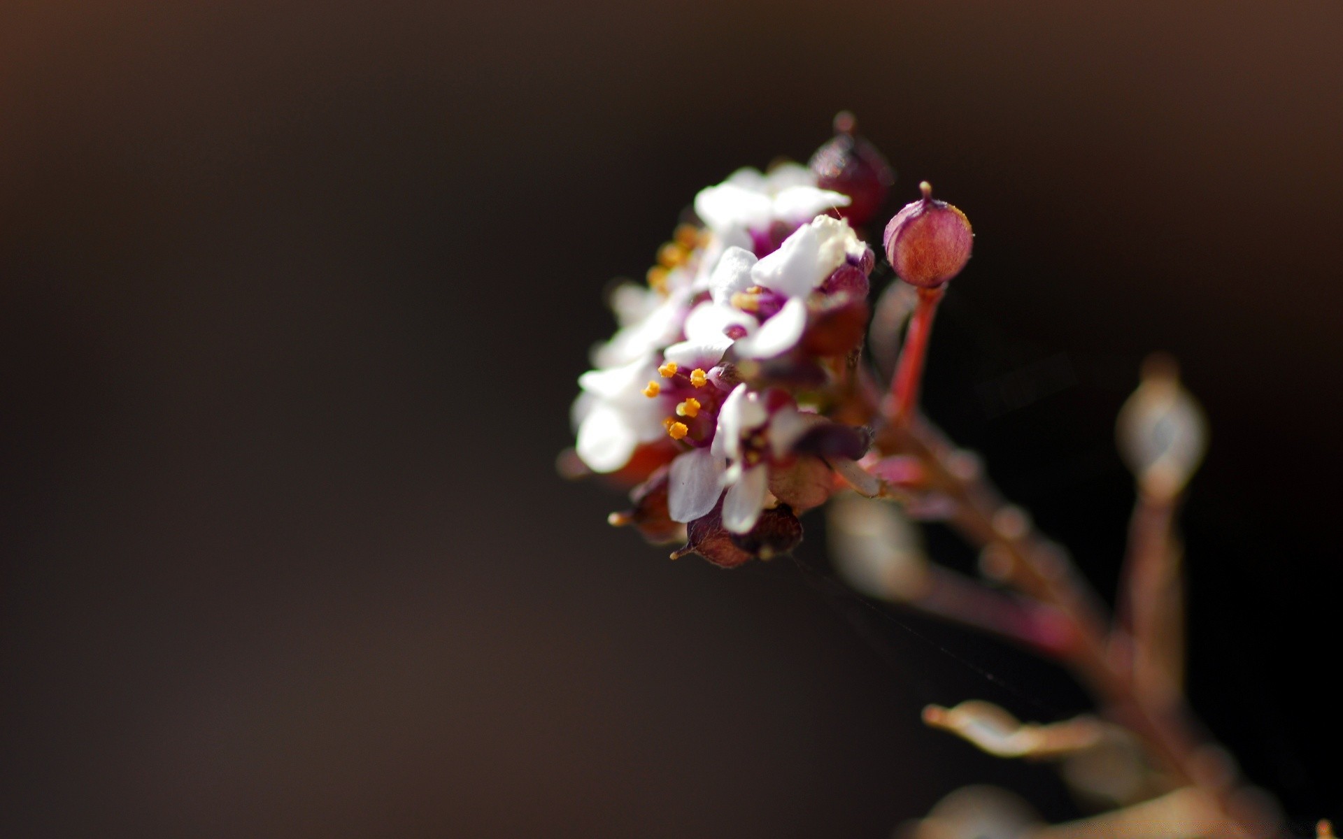 makroaufnahme blume unschärfe natur blatt apfel flora stillleben baum kumpel