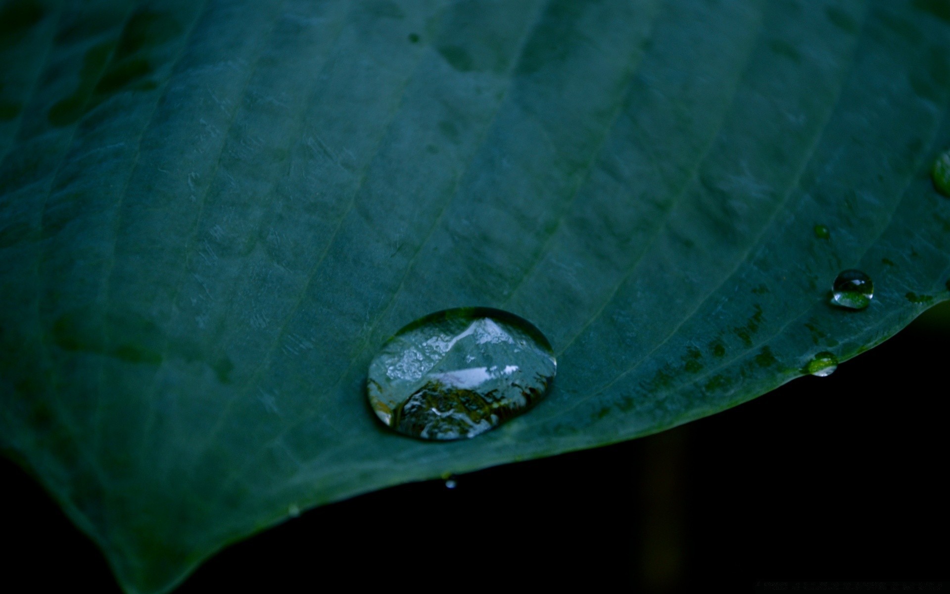 fotografia macro chuva queda orvalho gotas folha água molhado natureza gotas flora reflexão meio líquido pureza crescimento jardim luz