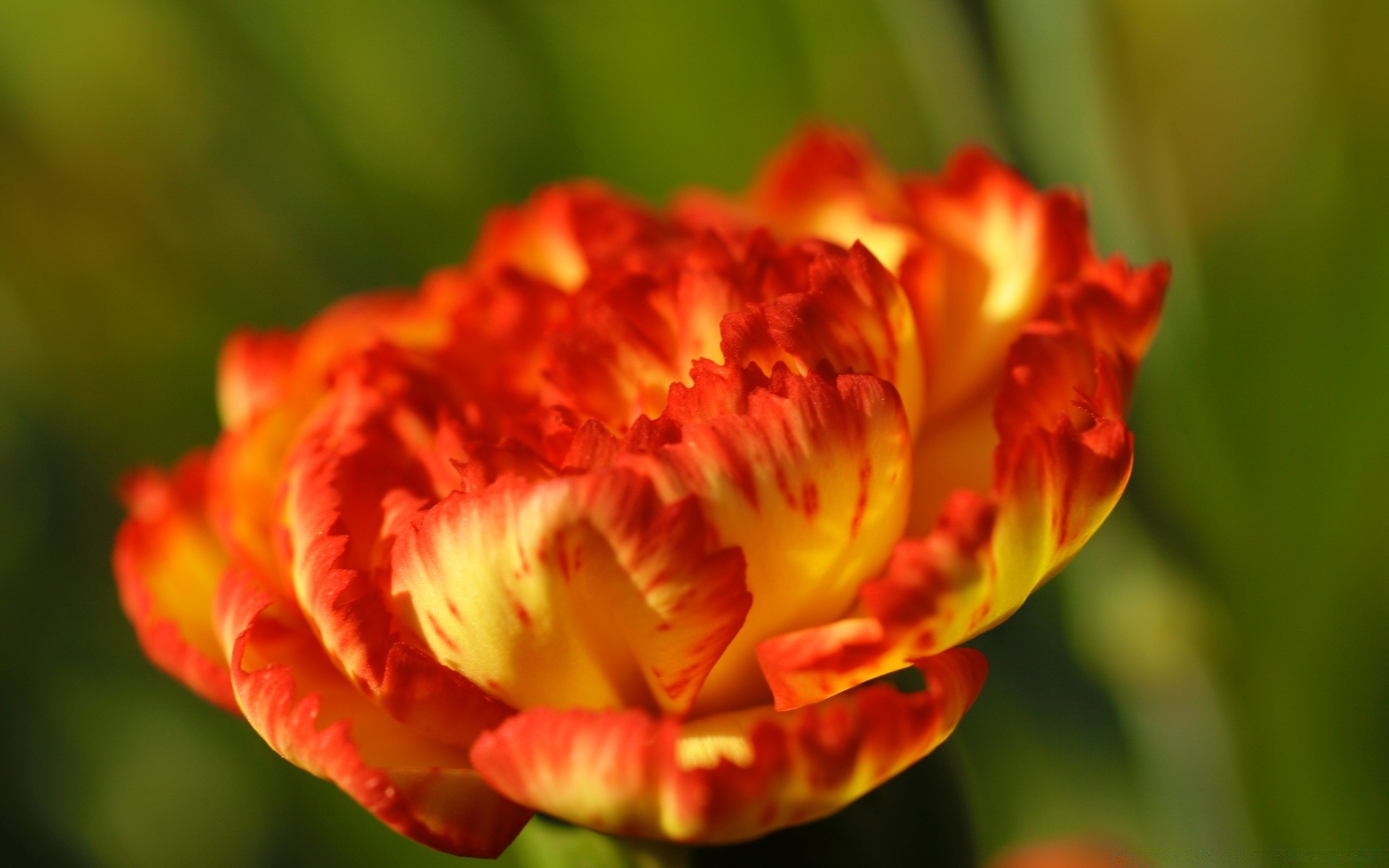 makro fotoğrafçılığı çiçek doğa flora yaprak yaz parlak bahçe renk çiçek lale petal romantizm güzel açık havada