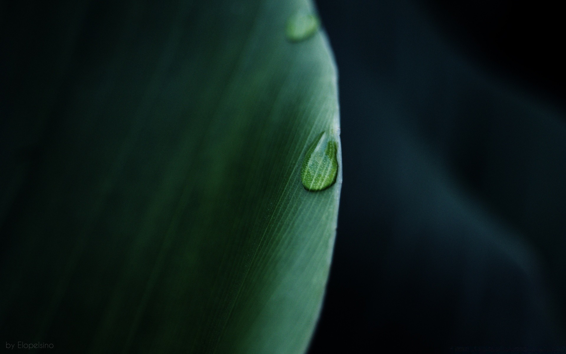 macro rain nature leaf blur water drop flora light abstract insect growth droplet outdoors dof flower color dew biology