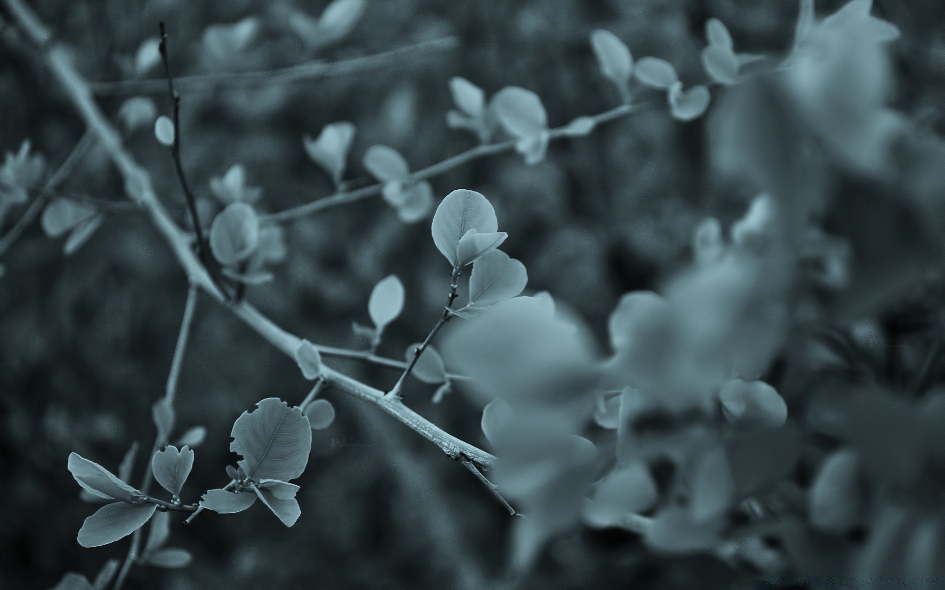 makro natur blatt flora baum zweig blume winter farbe schließen garten saison schön weihnachten desktop sommer monochrom dof park