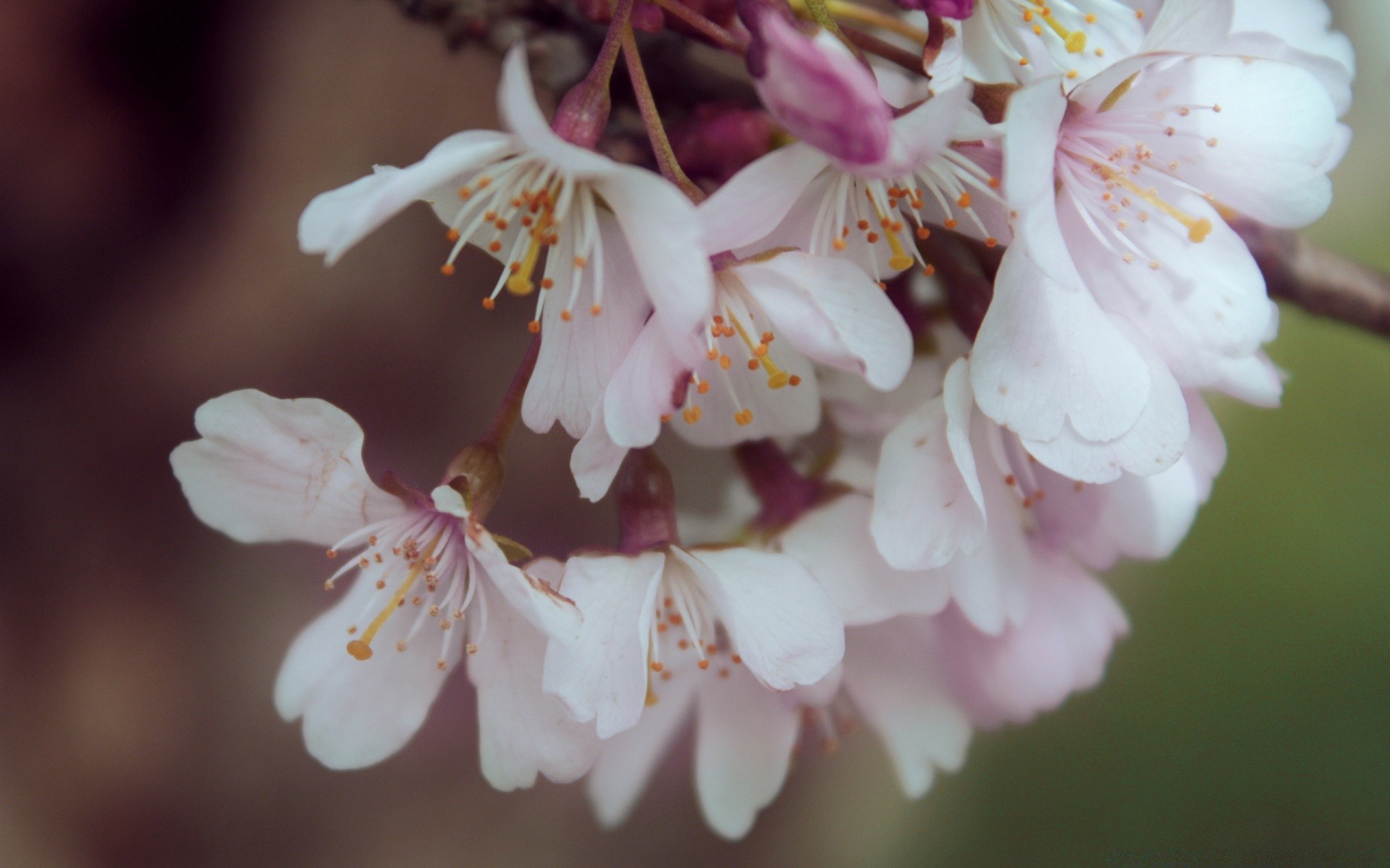 makro fotoğrafçılığı çiçek kiraz elma doğa flora yaprak petal bahçe şube dostum çiçek açan ağaç çiçek narin erik