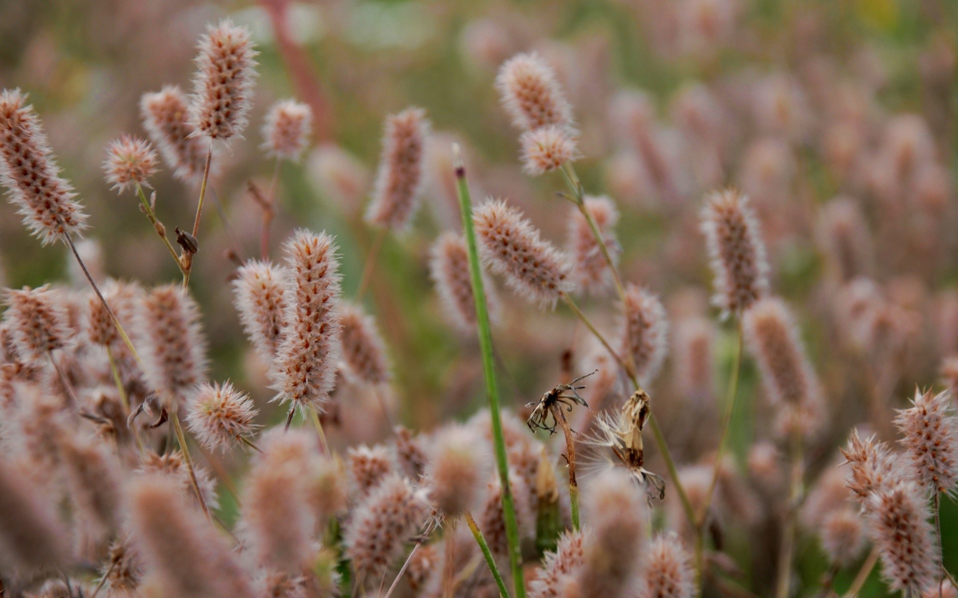 makro fotoğrafçılığı doğa flora çiçek yaz yakın çekim alan çimen sezon açık havada çiçeklenme kabuk yaprak bahçe parlak saman tohum renk çiçek vahşi