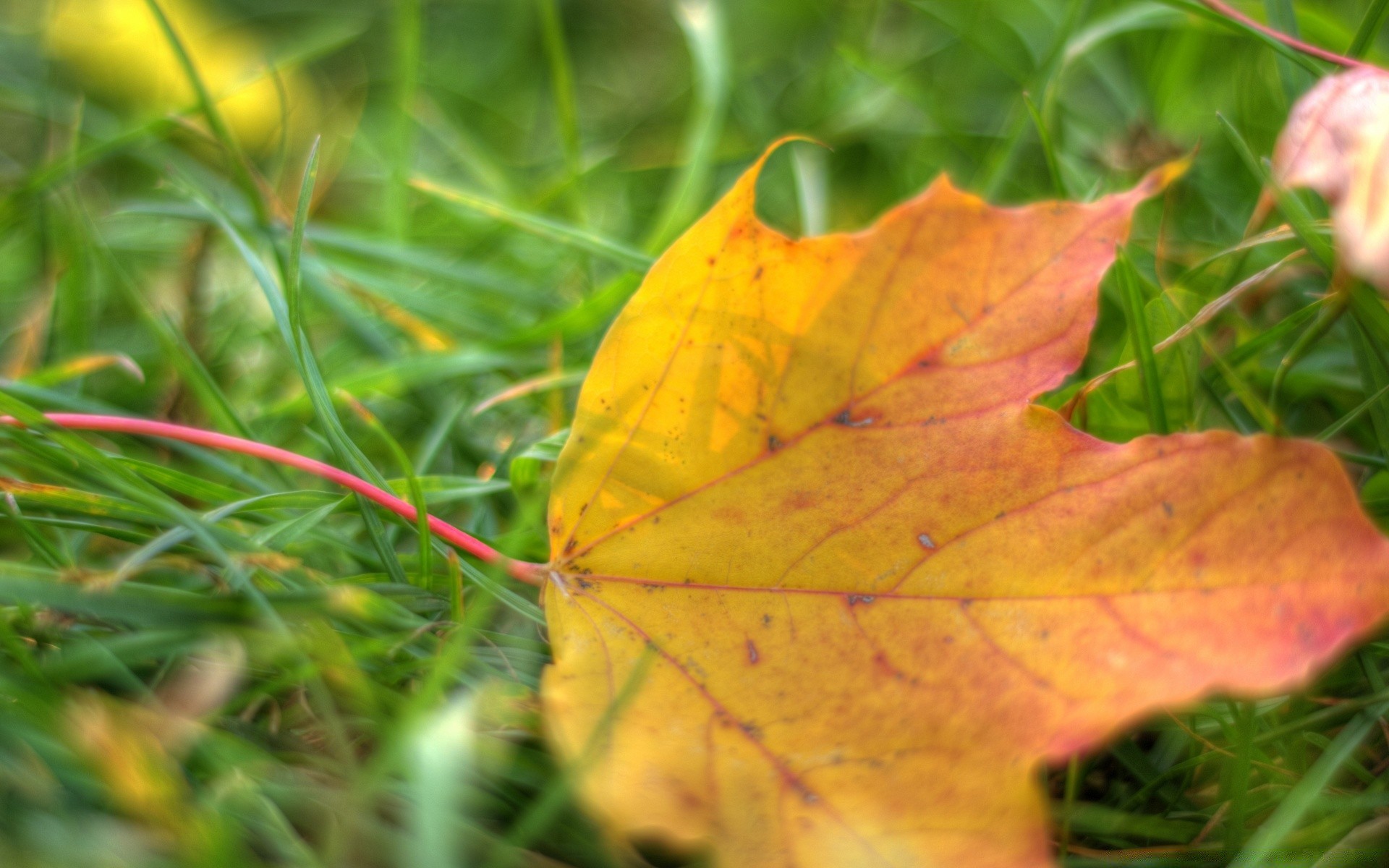 makro fotoğrafçılığı yaprak sonbahar doğa flora parlak sezon renk açık havada ağaç parlak büyüme ortamlar çimen yakın çekim akçaağaç park altın bahçe güzel hava