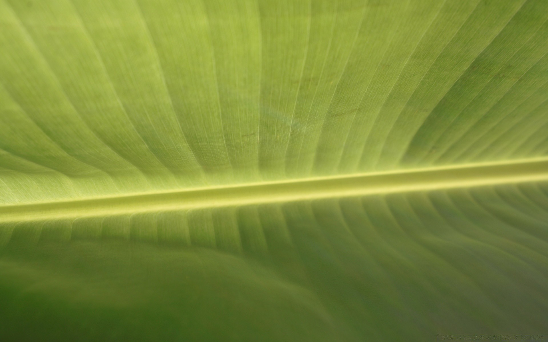 macro leaf flora abstract growth desktop photosynthesis texture color garden vein linear