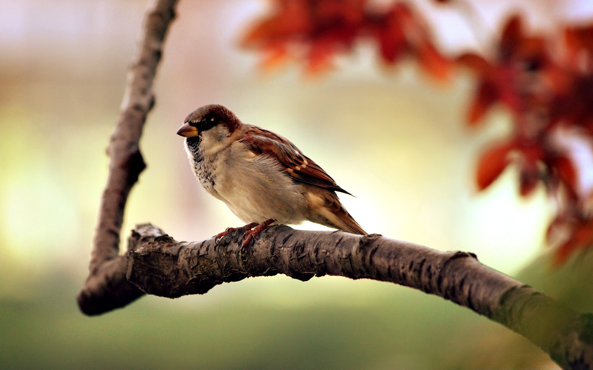 macro bird wildlife outdoors nature one food animal