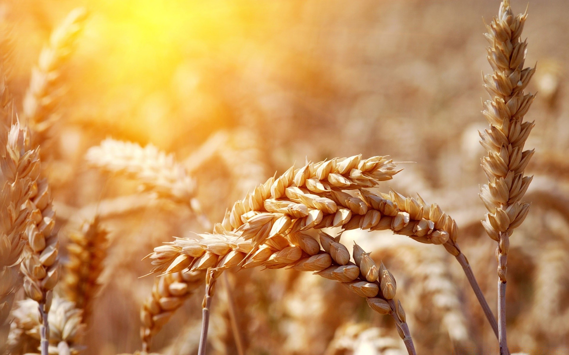 makro weizen getreide brot roggen mais weide mehl stroh gerste gold ernte ländlich samen spike landwirtschaft bauernhof fleisch trocken feld