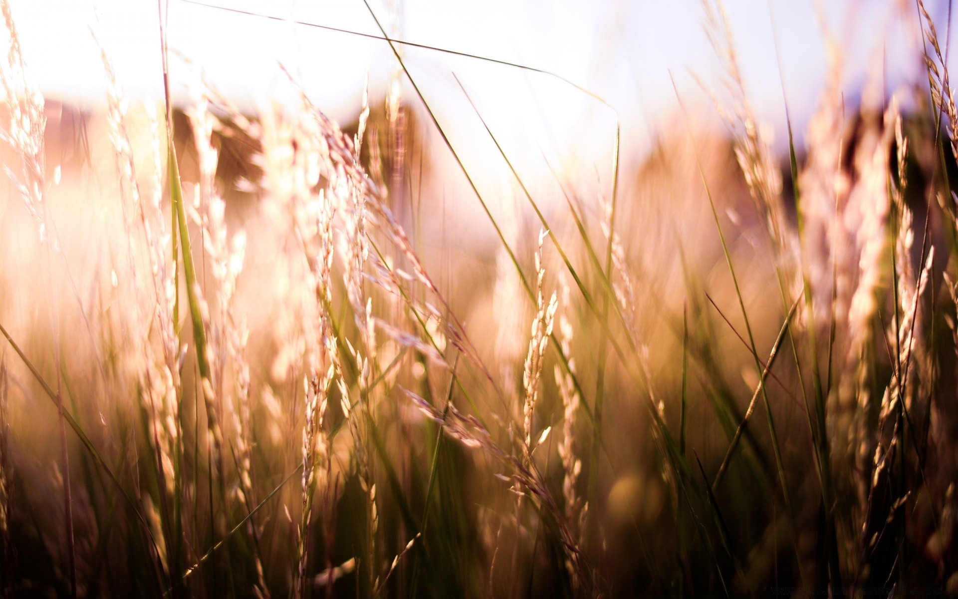 macro grano fiocchi rurale campo pascolo fattoria paglia erba sole mais pane oro estate natura raccolto crescita seme segale agricoltura bel tempo