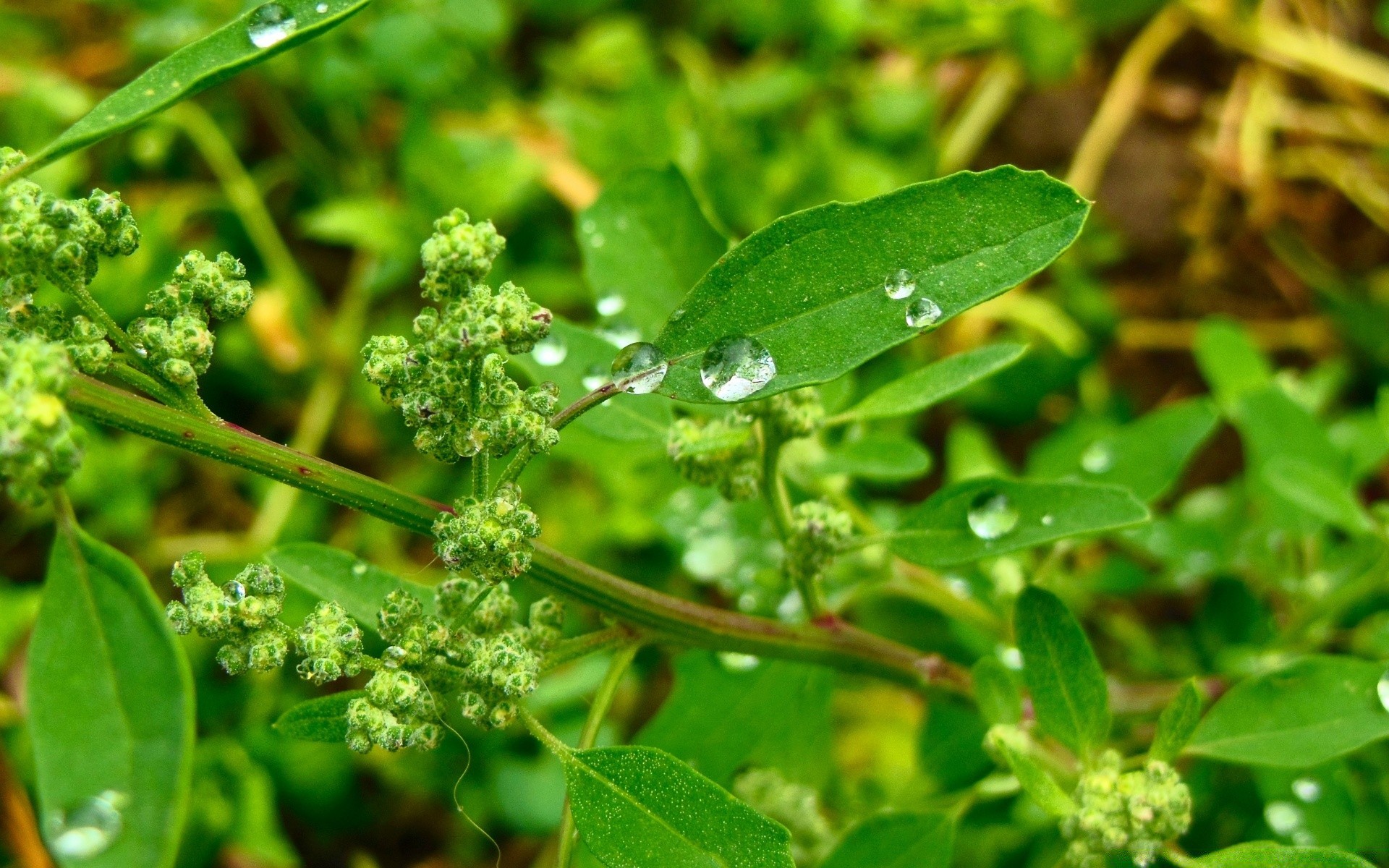 macro leaf flora food nature close-up garden herb vegetable herbal freshness growth healthy summer flower season farm agriculture spice color