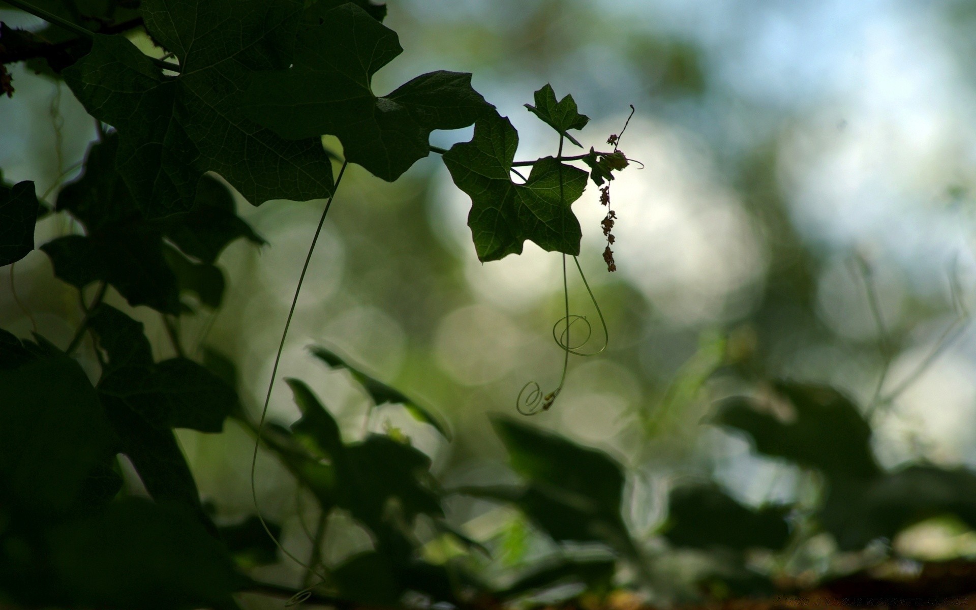 makro liść flora natura ogród kolor oddział drzewo lato pulpit wzrost zbliżenie świeżość sezon środowisko piękne wino kwiat jedzenie jasne na zewnątrz