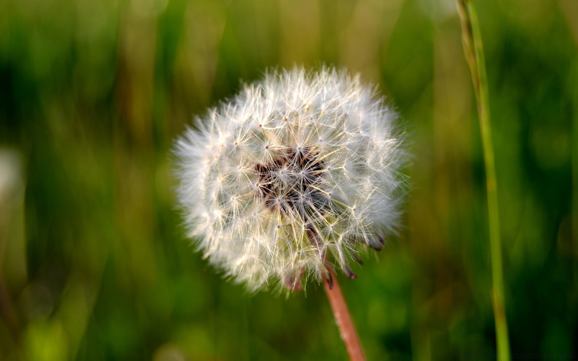 macro dandelion nature grass flora summer flower hayfield growth seed outdoors close-up field garden downy weed environment delicate