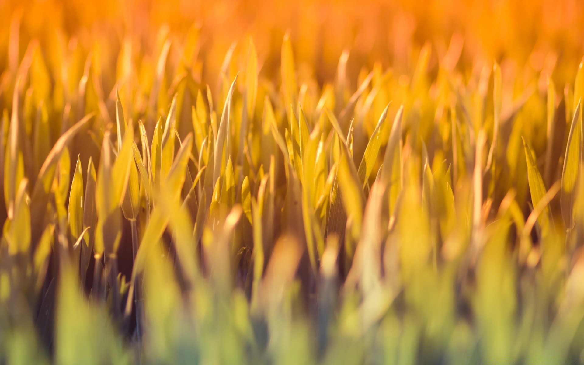 makroaufnahme natur wachstum flora im freien feld sommer gras landwirtschaft ländliche blume sonne hell gutes wetter garten samen bauernhof