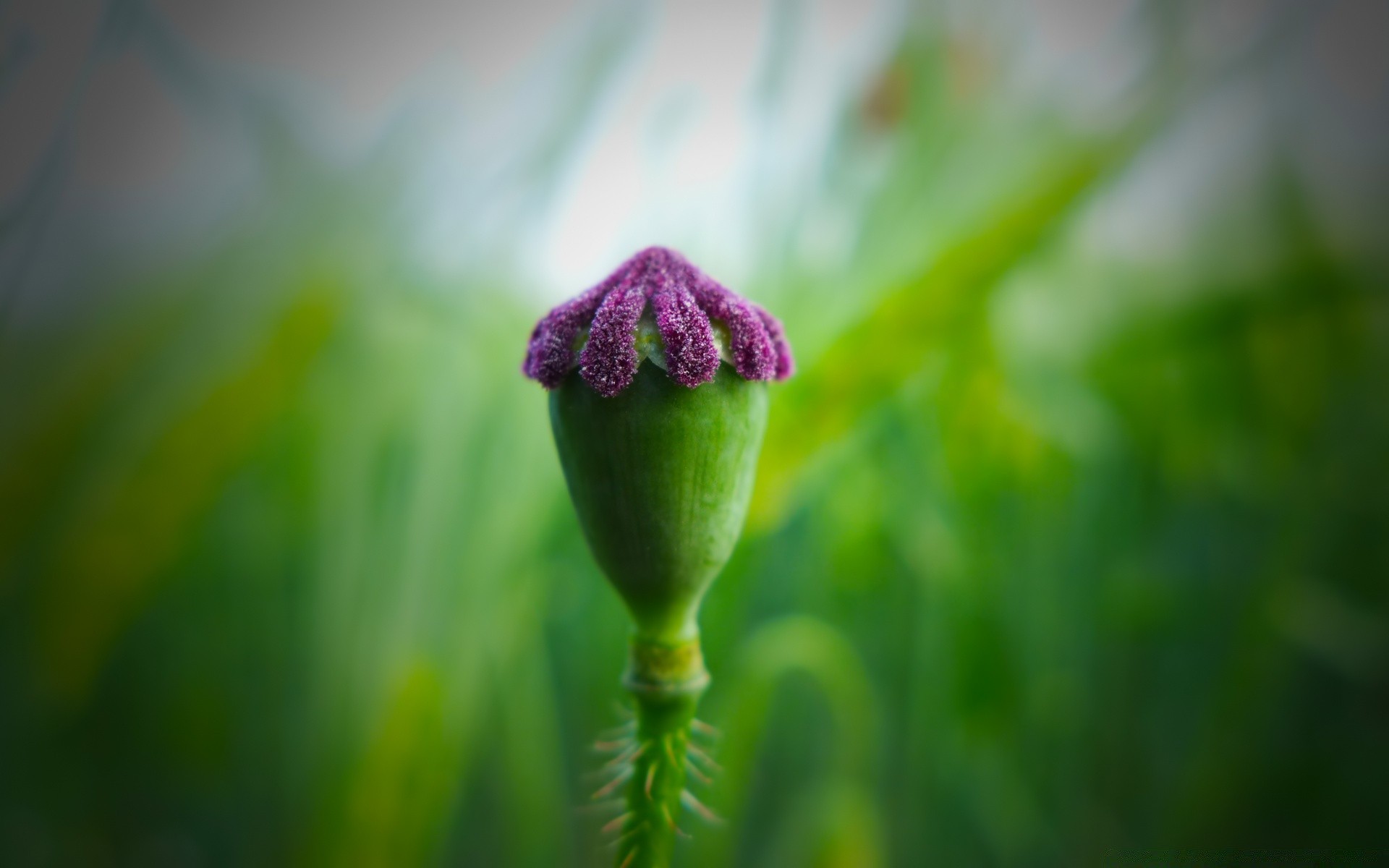 macro natureza desfocagem flor folha crescimento jardim flora ao ar livre grama verão dof chuva