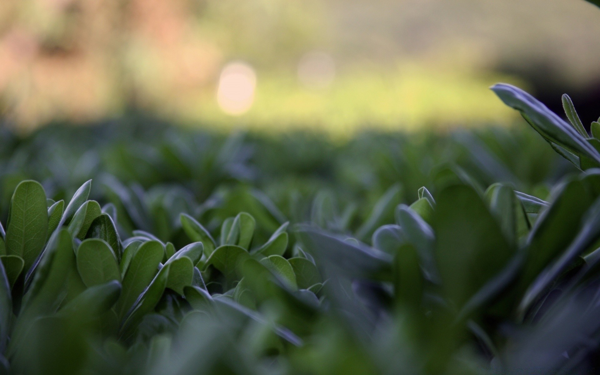 makroaufnahme flora garten blatt natur blume wachstum farbe feld dof gras nahaufnahme essen unschärfe bauernhof sommer