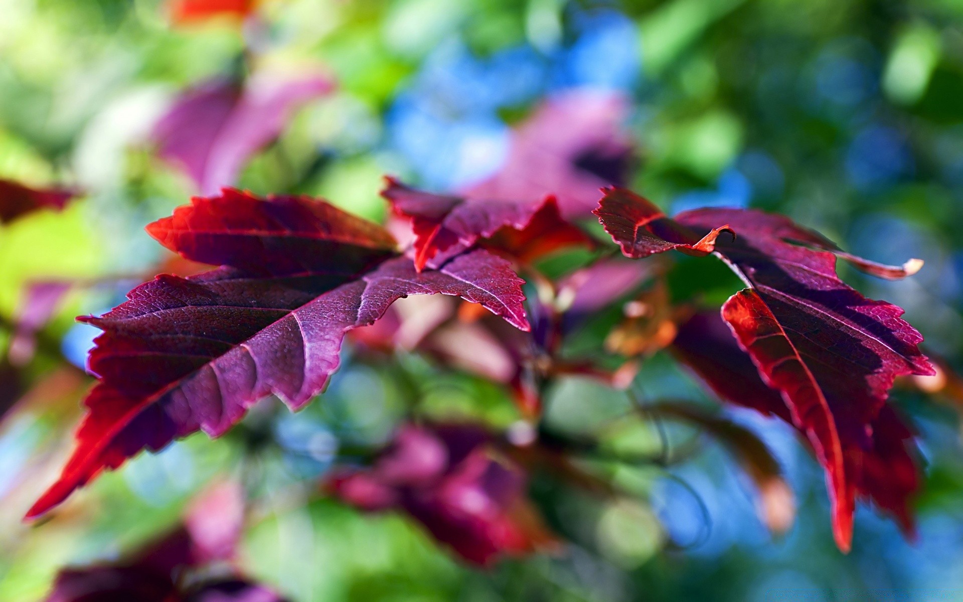 macro feuille nature automne flore jardin couleur arbre lumineux à l extérieur saison été gros plan belle fleur bureau érable croissance