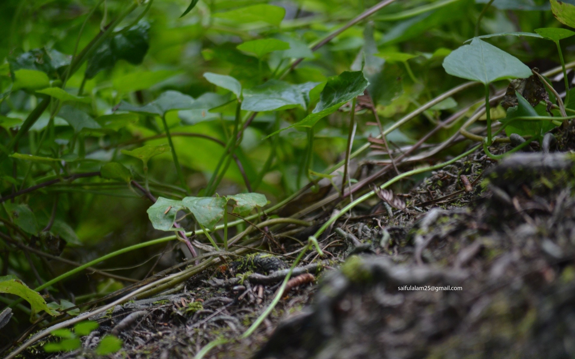 makroaufnahme blatt natur flora umwelt garten schließen wachstum boden im freien gras wenig keimen boden baum essen kugelförmig in der nähe regen farbe ökologie