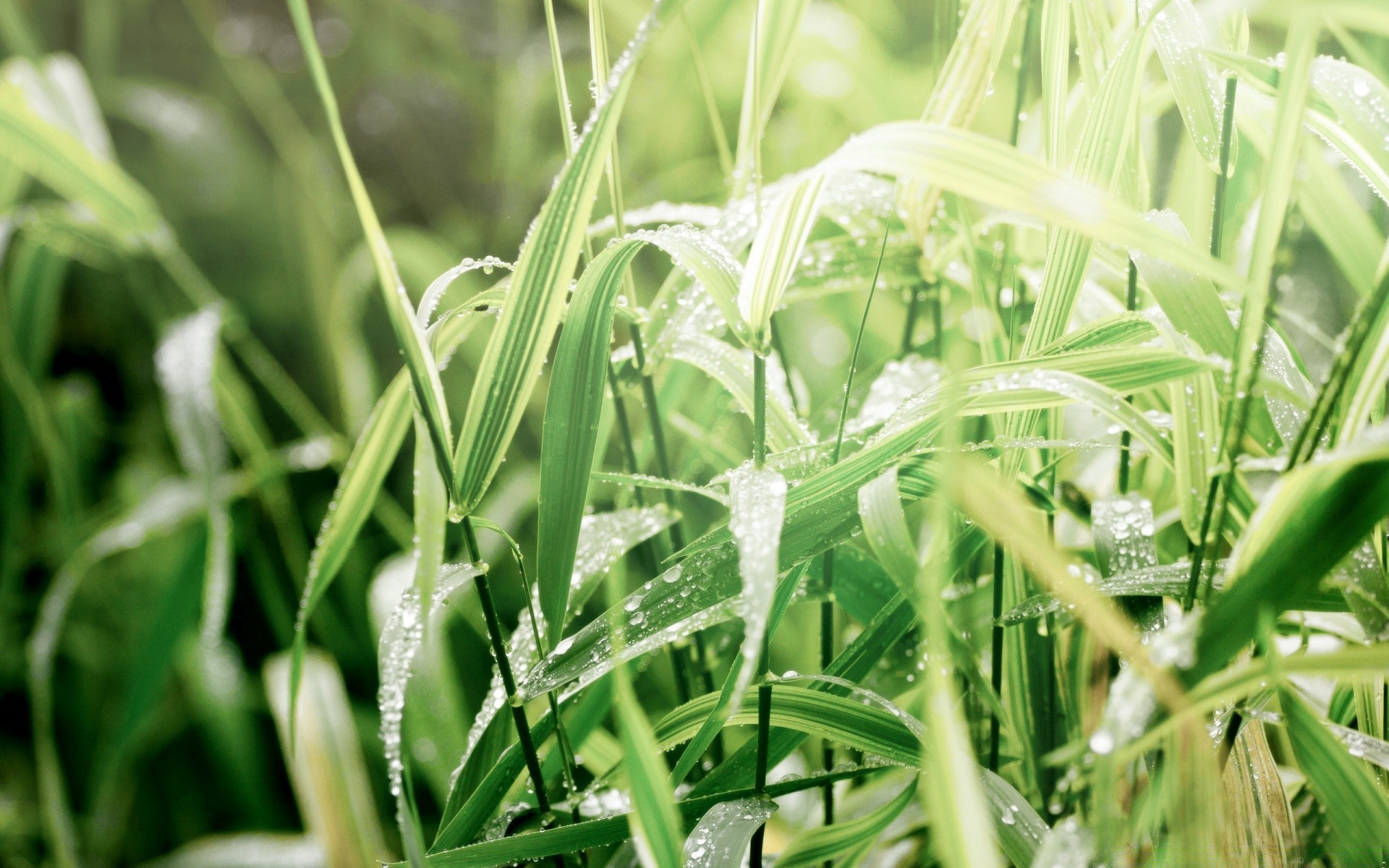 macro flora growth leaf grass agriculture farm nature field garden environment close-up lush summer pasture food season freshness lawn rural