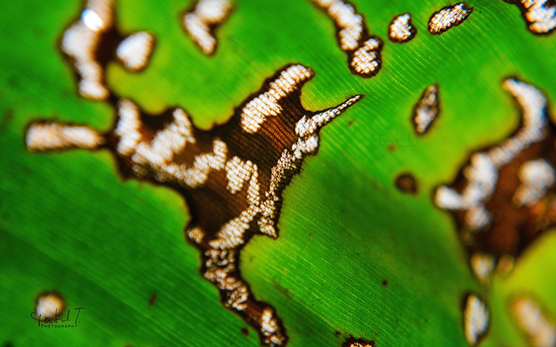 macro nature desktop leaf close-up animal flora color