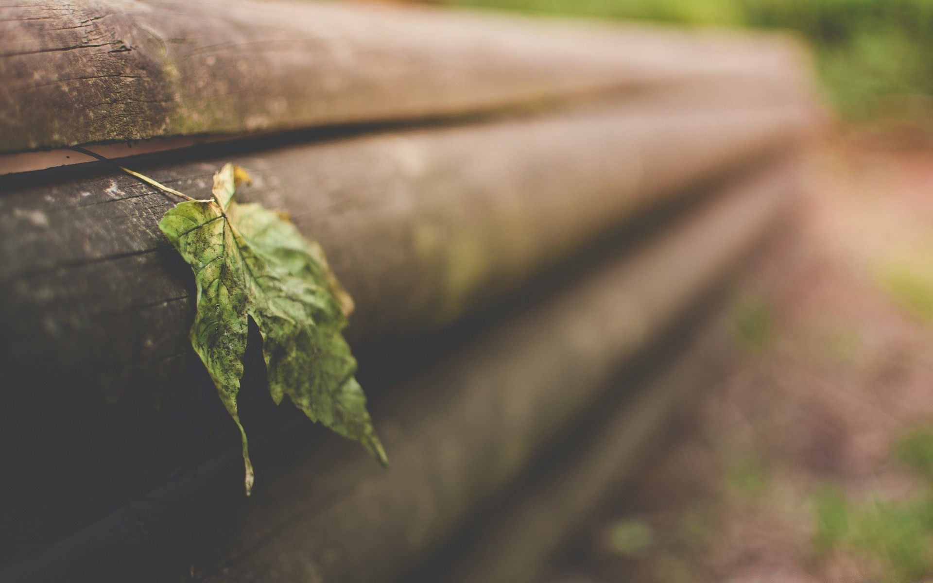 macro leaf nature outdoors wood blur daylight tree water environment insect rain light invertebrate fall