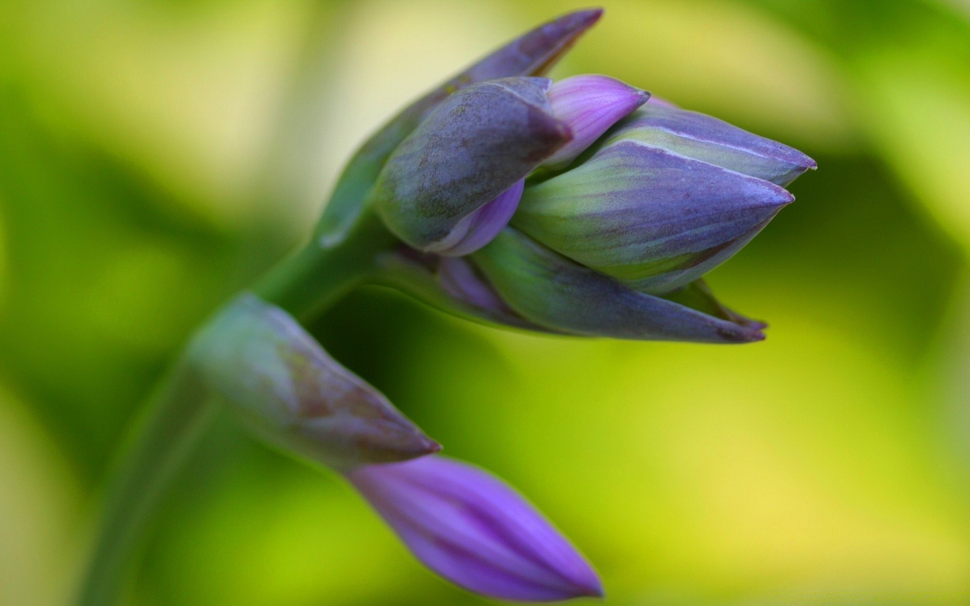 makro natura kwiat liść flora rozmycie ogród lato na zewnątrz wzrost kolor