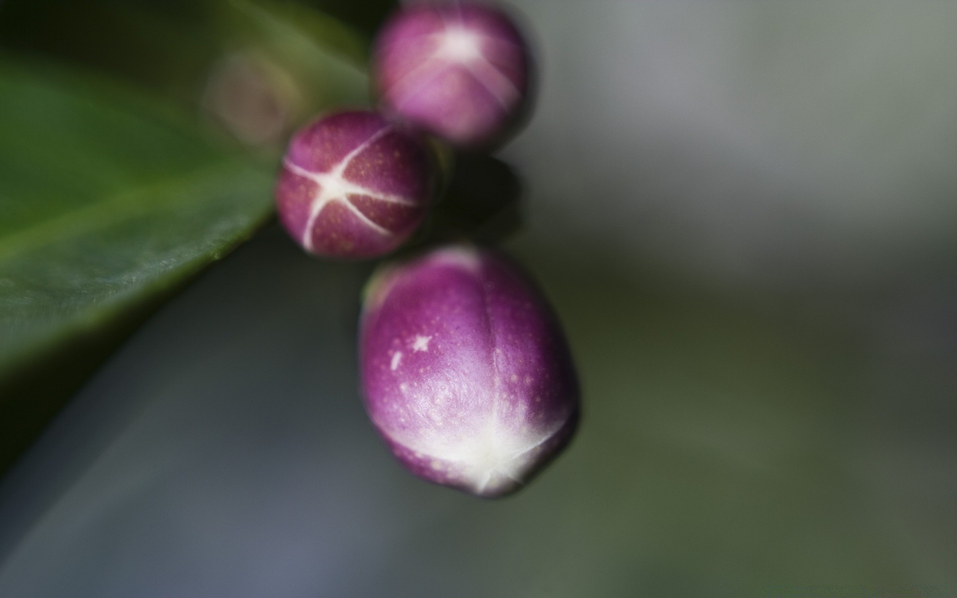 makro fotoğrafçılığı doğa yaprak çiçek bulanıklık flora bahçe