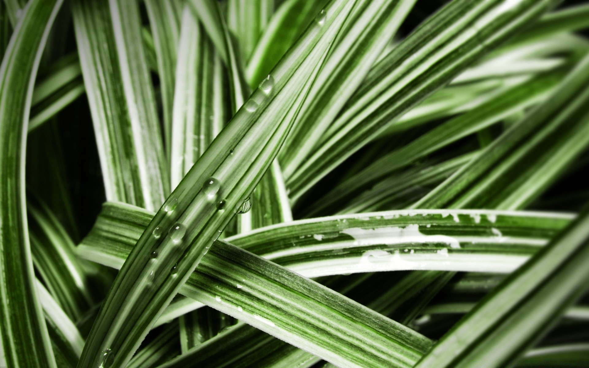 makroaufnahme blatt flora wachstum natur garten üppig sommer umwelt gras im freien ökologie