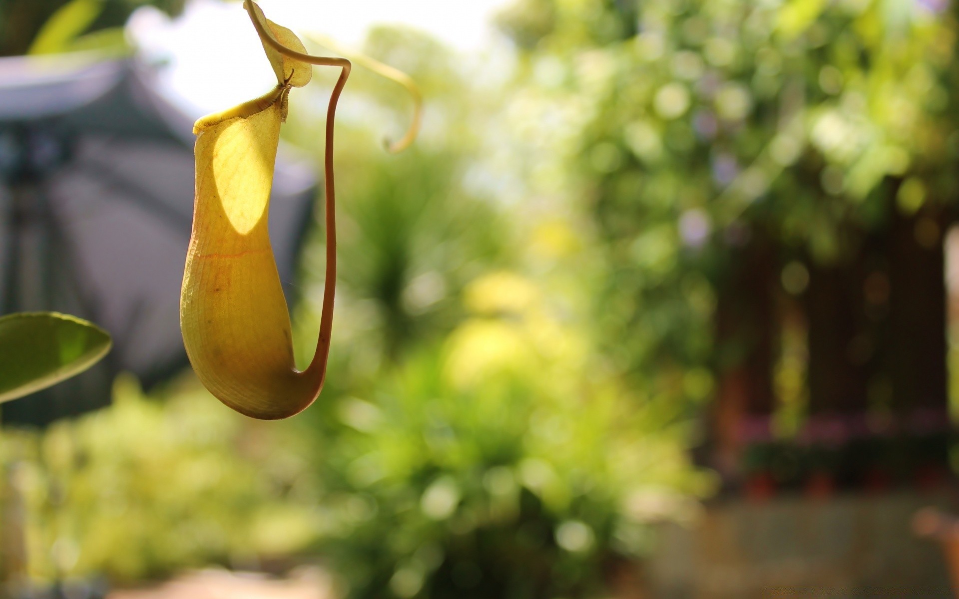 macro nature garden leaf summer flower flora color fruit tree hanging outdoors food bright