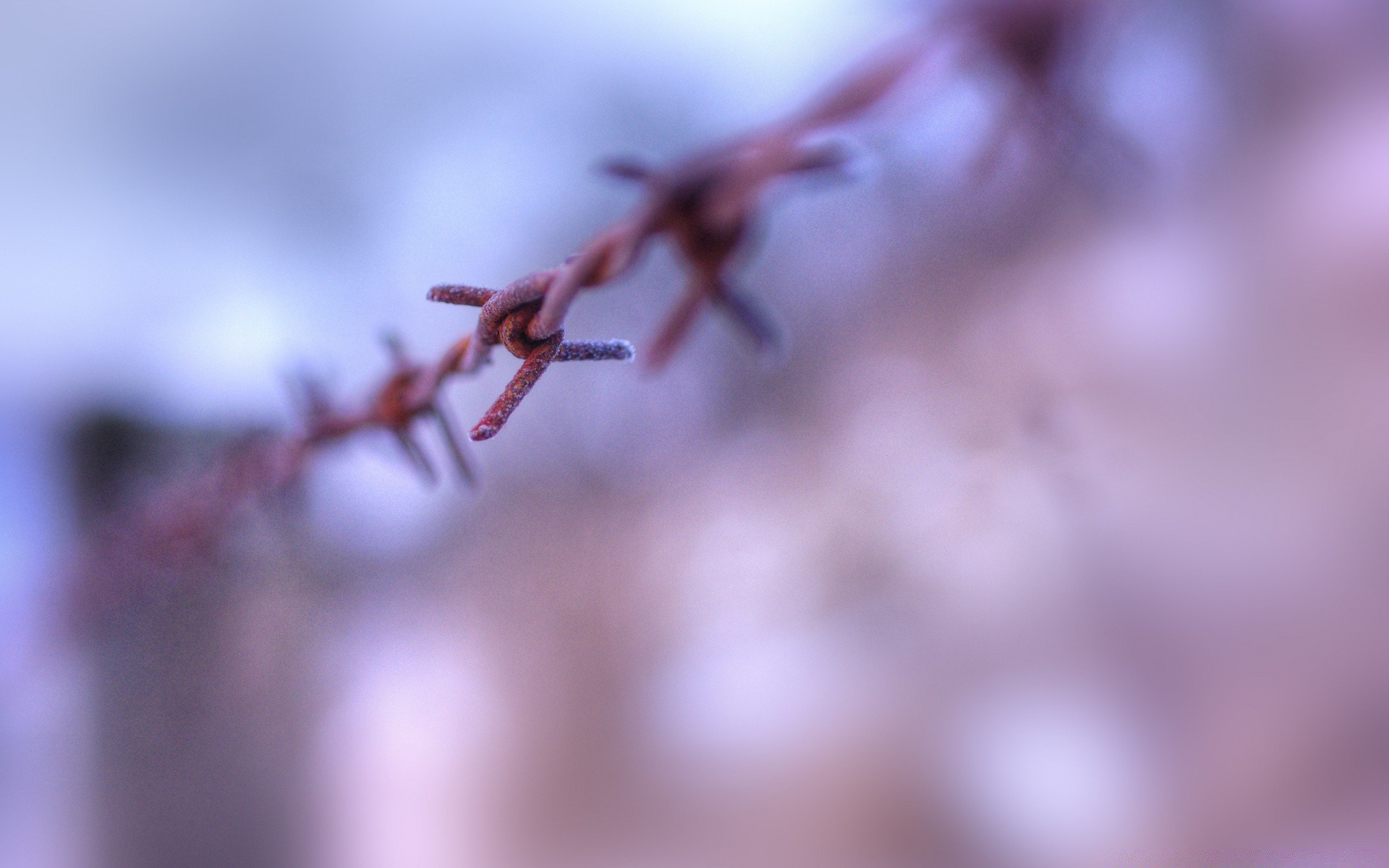 makroaufnahme unschärfe dof natur im freien fokus