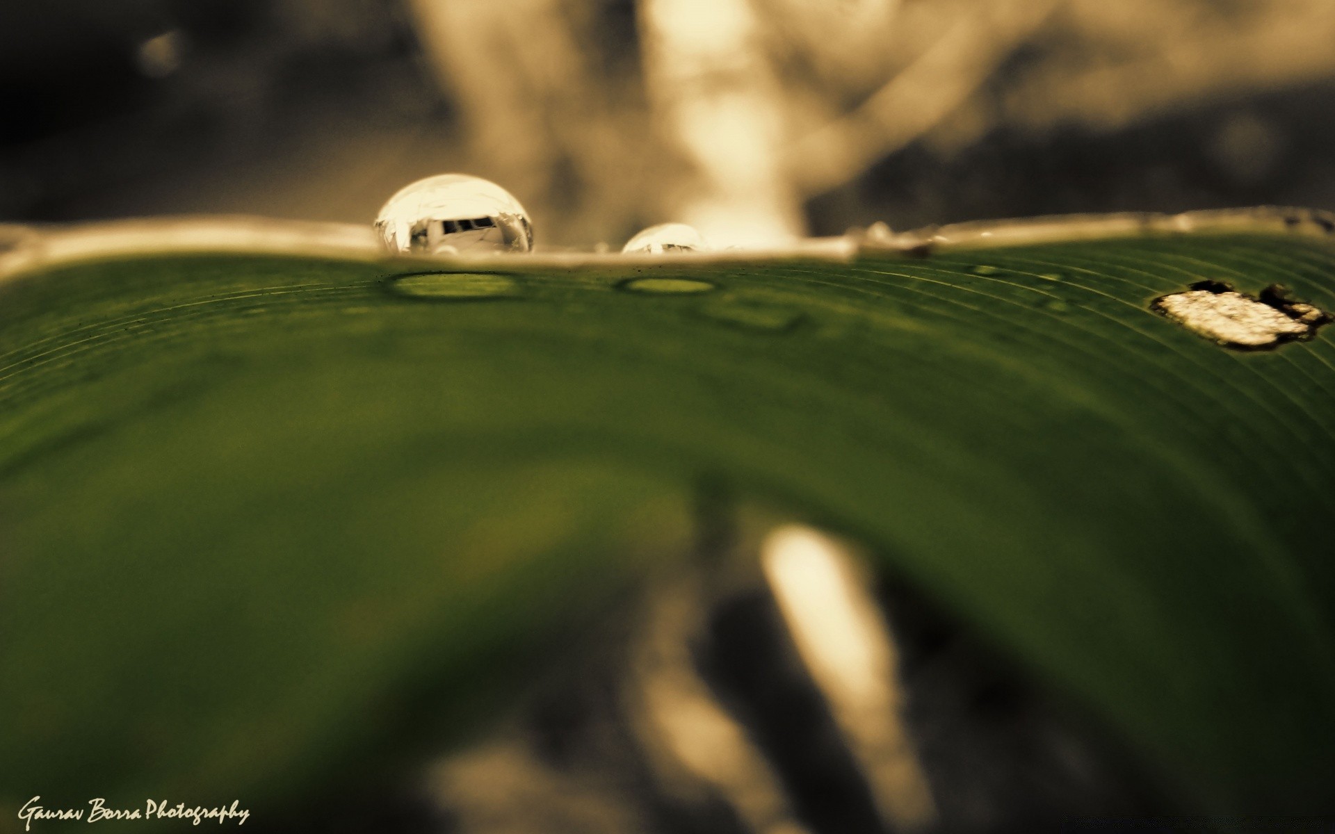 macro outdoors blur rain grass daylight nature landscape travel growth light