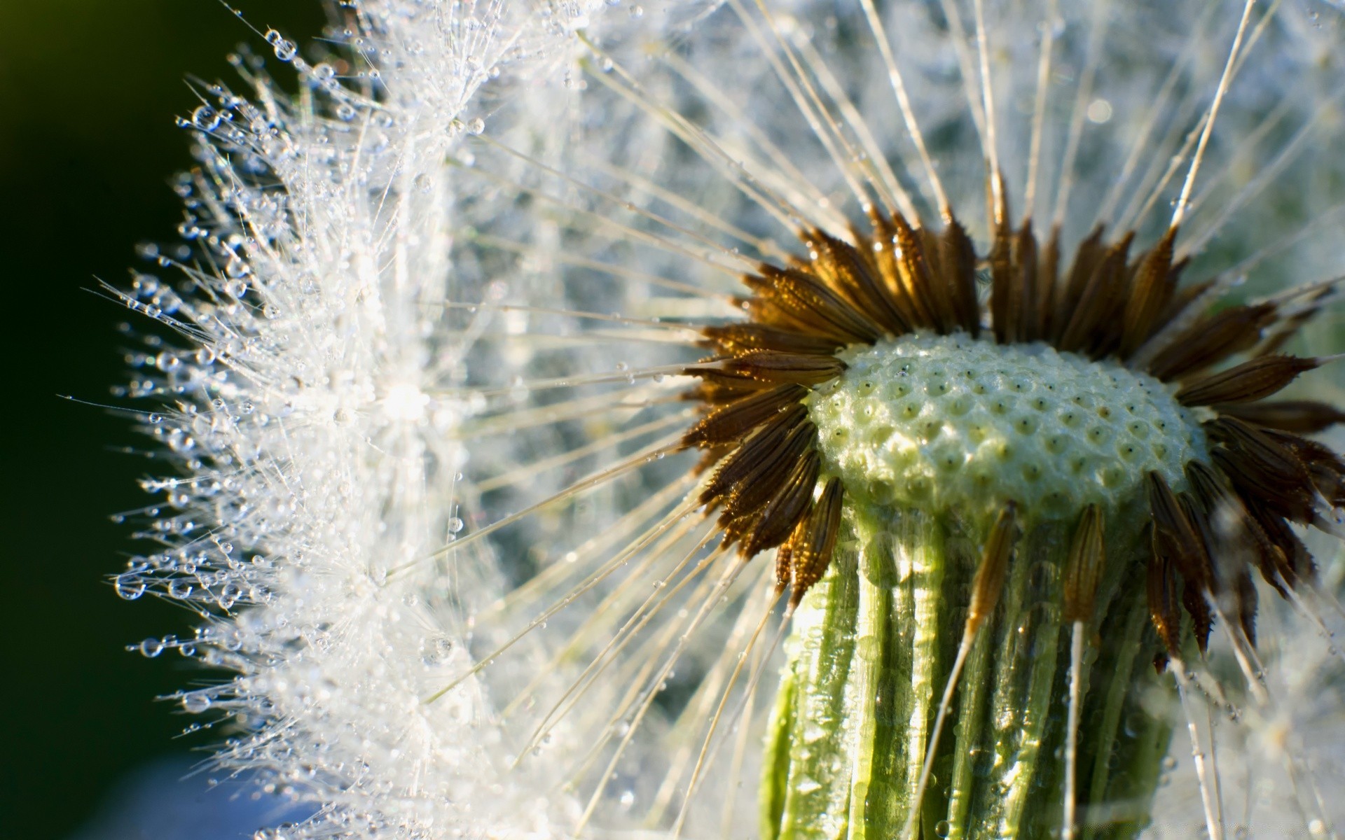 macro pissenlit nature flore graines été vers le bas croissance fleur délicat lumineux forte gros plan mauvaises herbes à l extérieur herbe jardin saison coup de pied belle