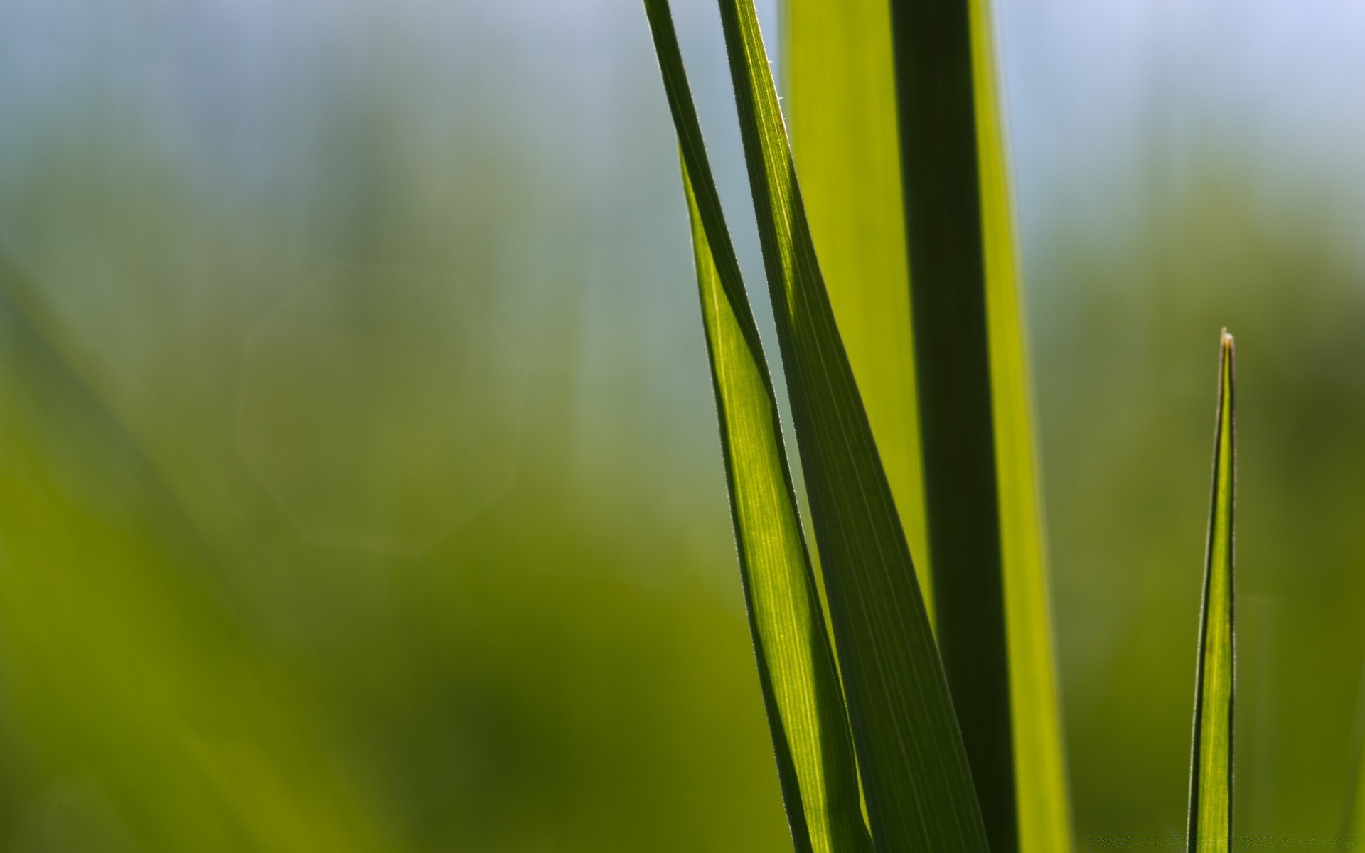 makroaufnahme wachstum blatt flora natur unschärfe gras tau garten regen herbst sommer morgendämmerung üppig ökologie