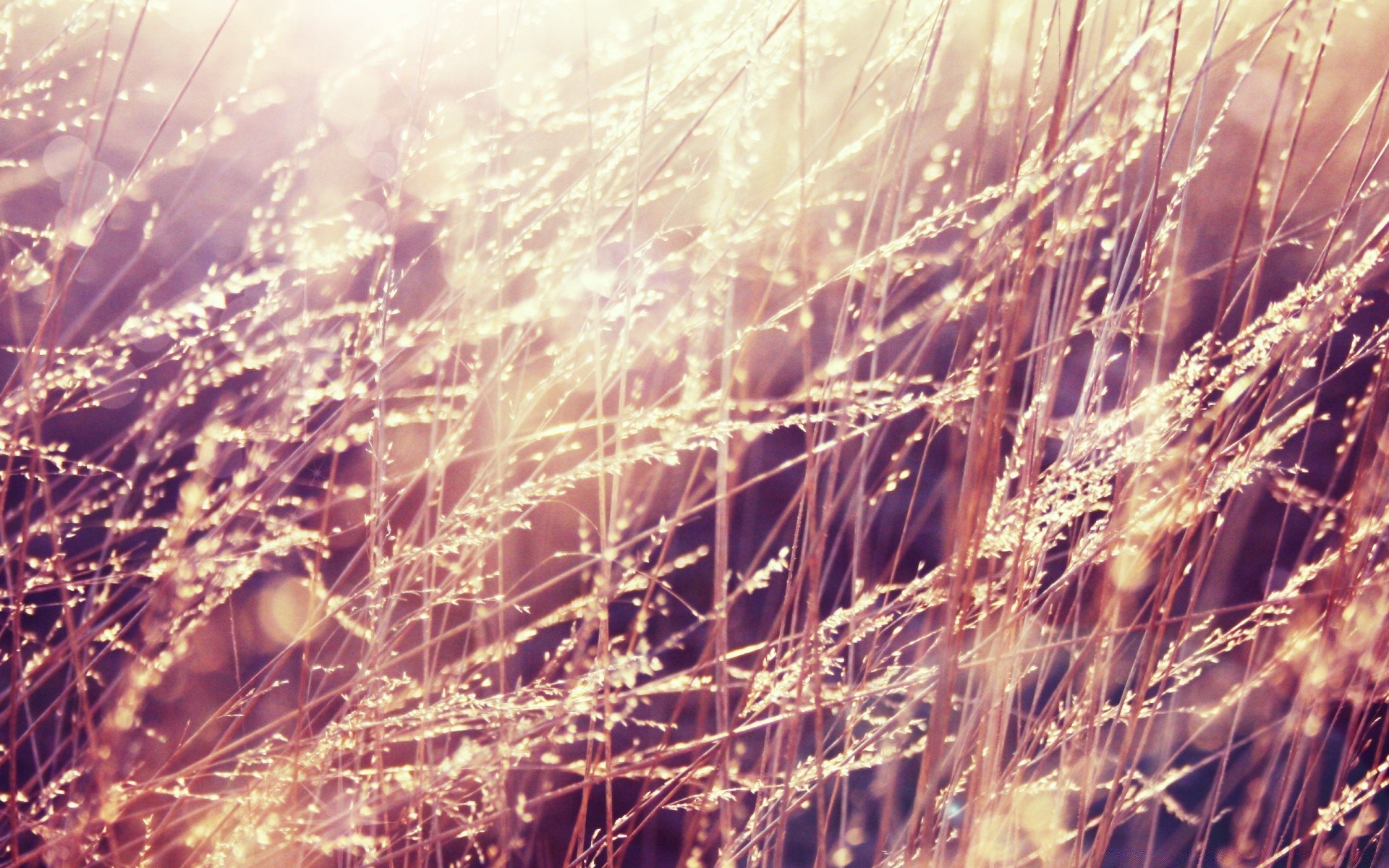 macro nature rural lumineux flocons or bureau à l extérieur beau temps soleil pâturage ciel paille campagne automne été résumé