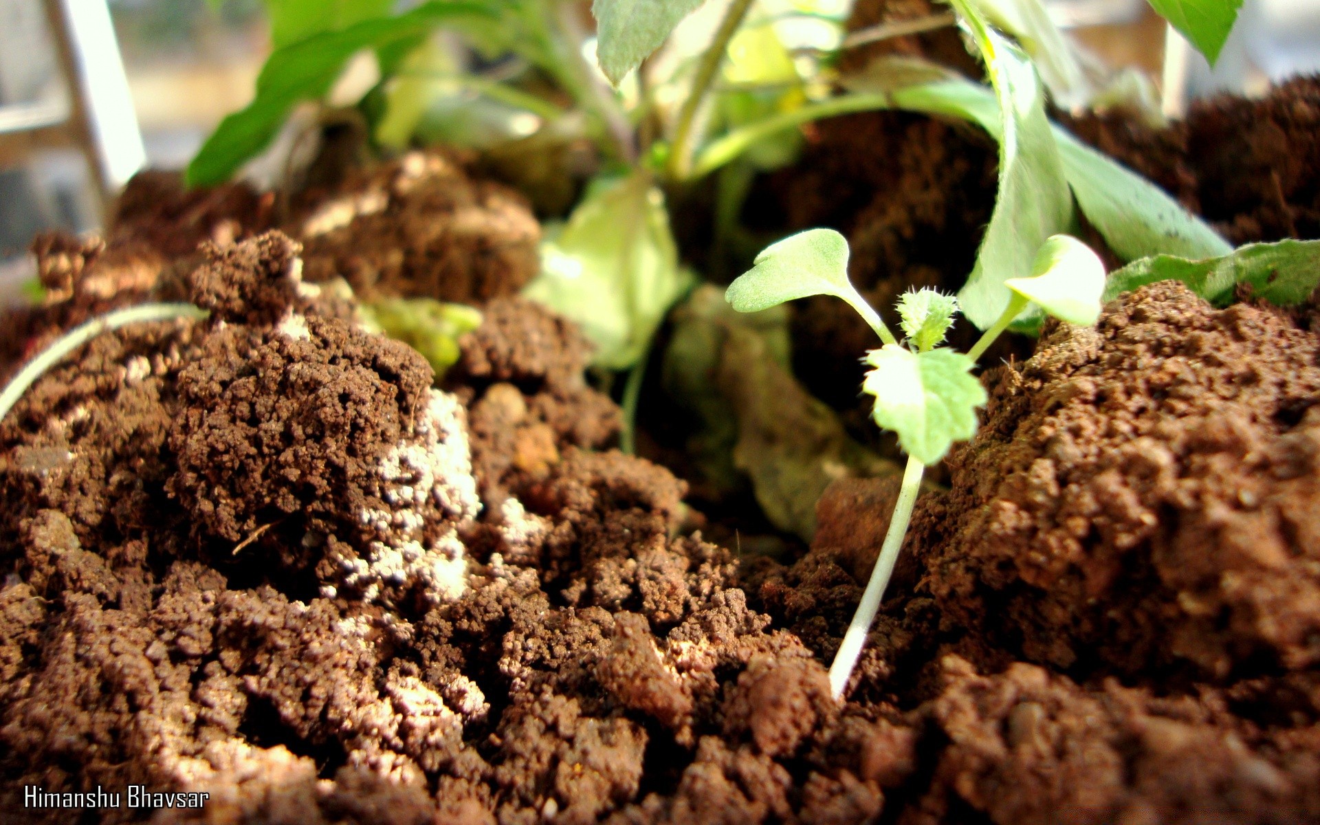 photographie macro sol sphérique sol germer croissance agriculture peu compost semis feuille culture environnement écologie copain racine flore