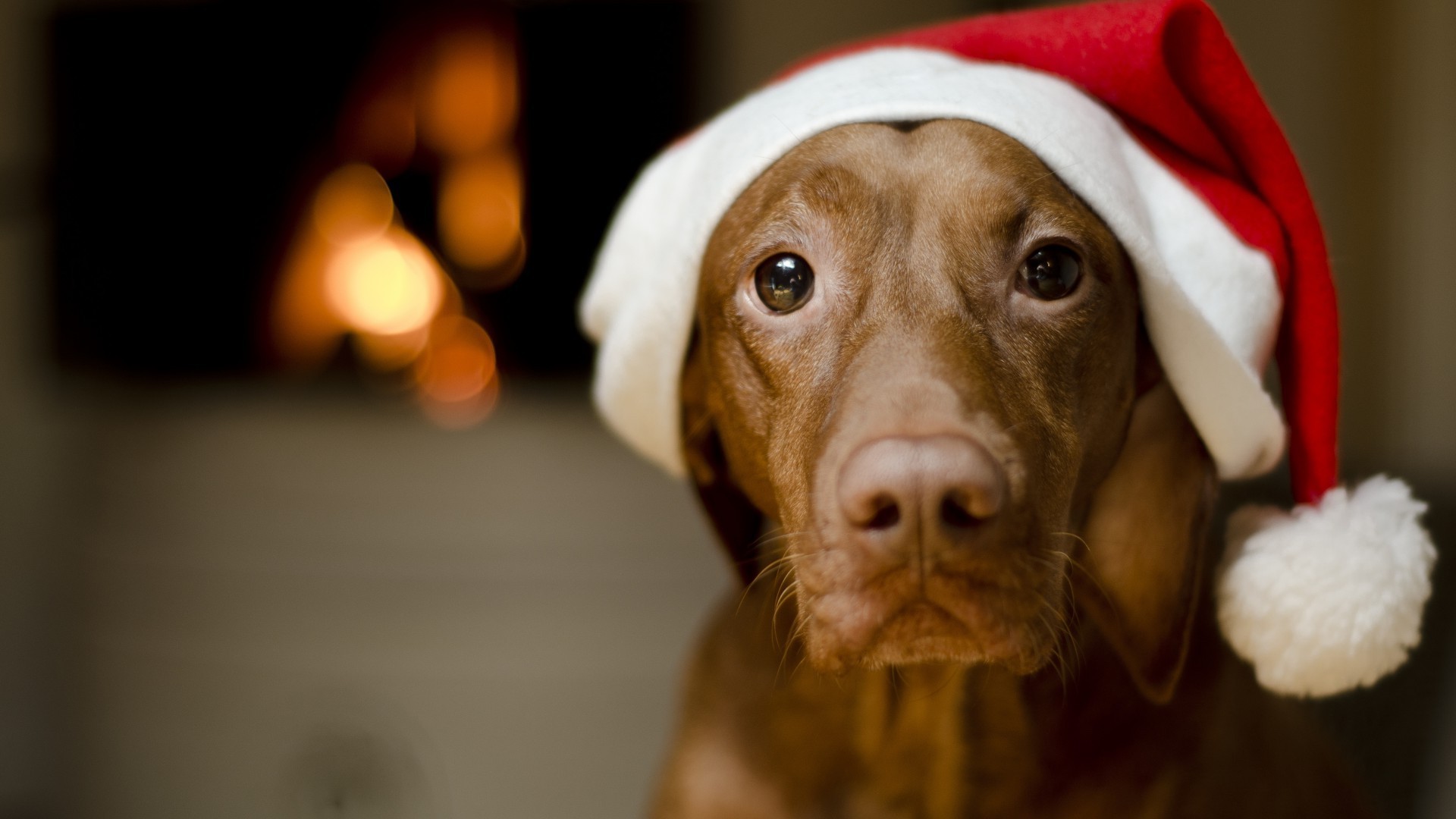 perros perro mamífero retrato perro mascota lindo cachorro solo navidad invierno interior