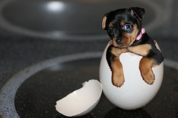 A little puppy is sitting in an eggshell