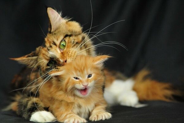 Cute cats on a dark background