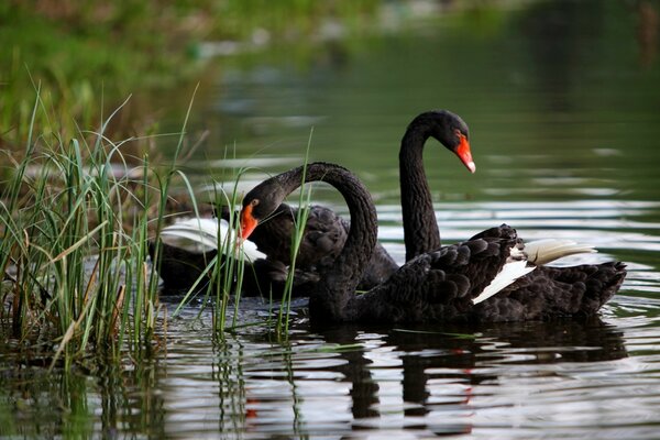 Schwarze Schwäne schwimmen im Wasser