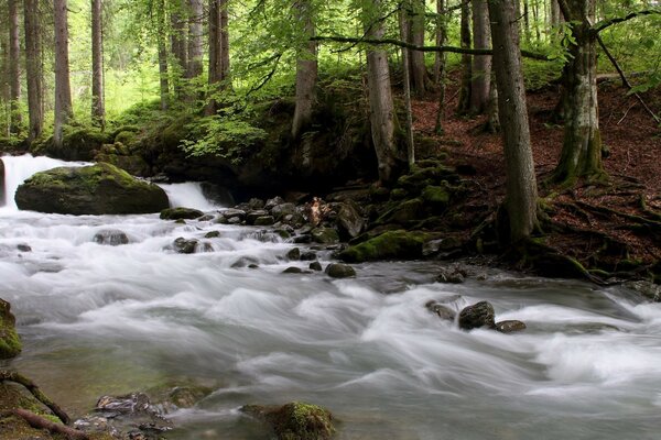 Grafiken von einem stürmischen Bach in einem abgelegenen Wald