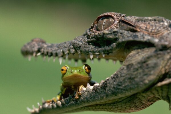 Green legged in the mouth of a crocodile