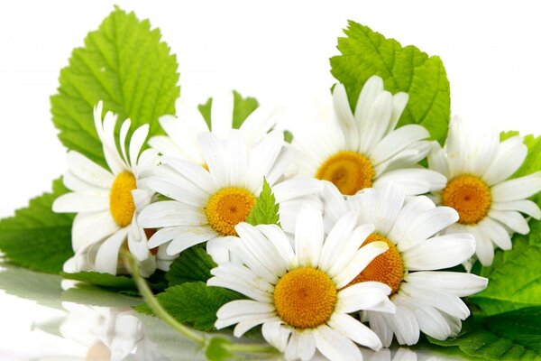 Fresh meadow daisies on a white background