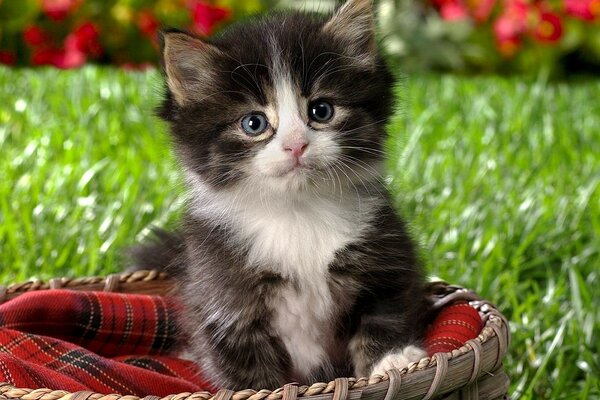 A cat in a basket with a blanket