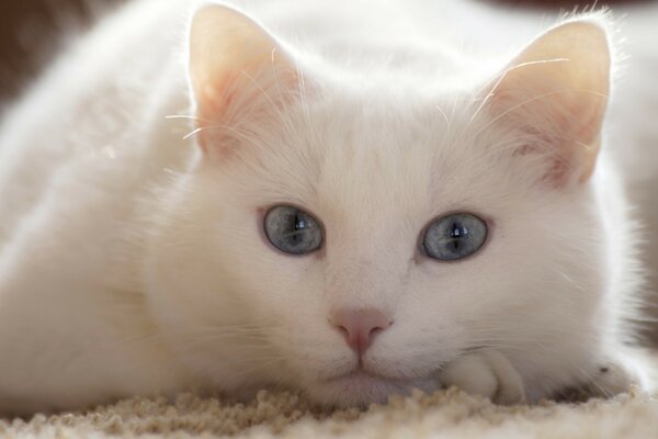 Große weiße Katze mit grauen Augen