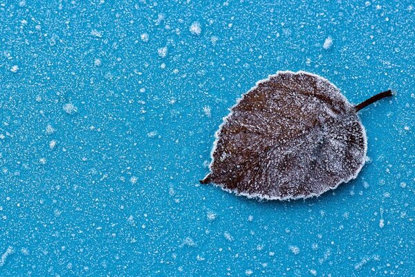 Close-up of a dried leaf