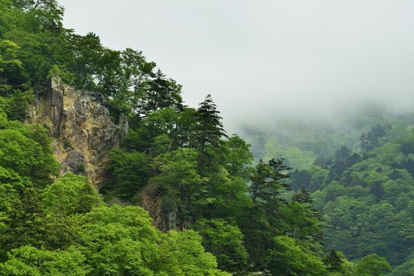 Schöner Nebel über dem Wald